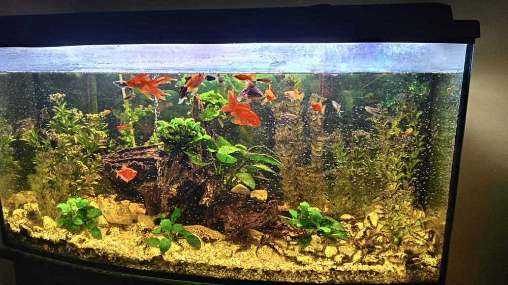 Akwarium 200 litrów