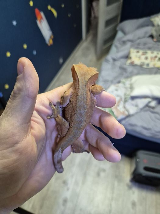 Terrarium bioaktywne z gekonami orzęsionymi