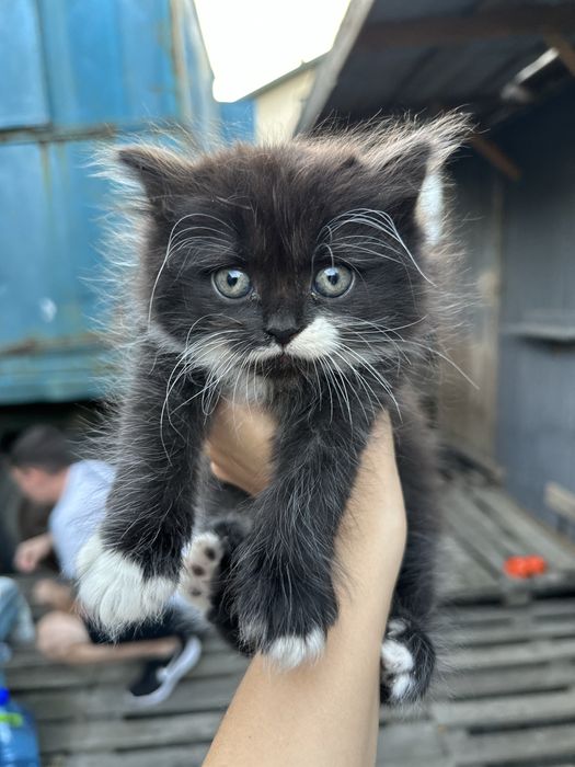 Кіт Кошеня Котик ( хлопчик 1.5 місяця)