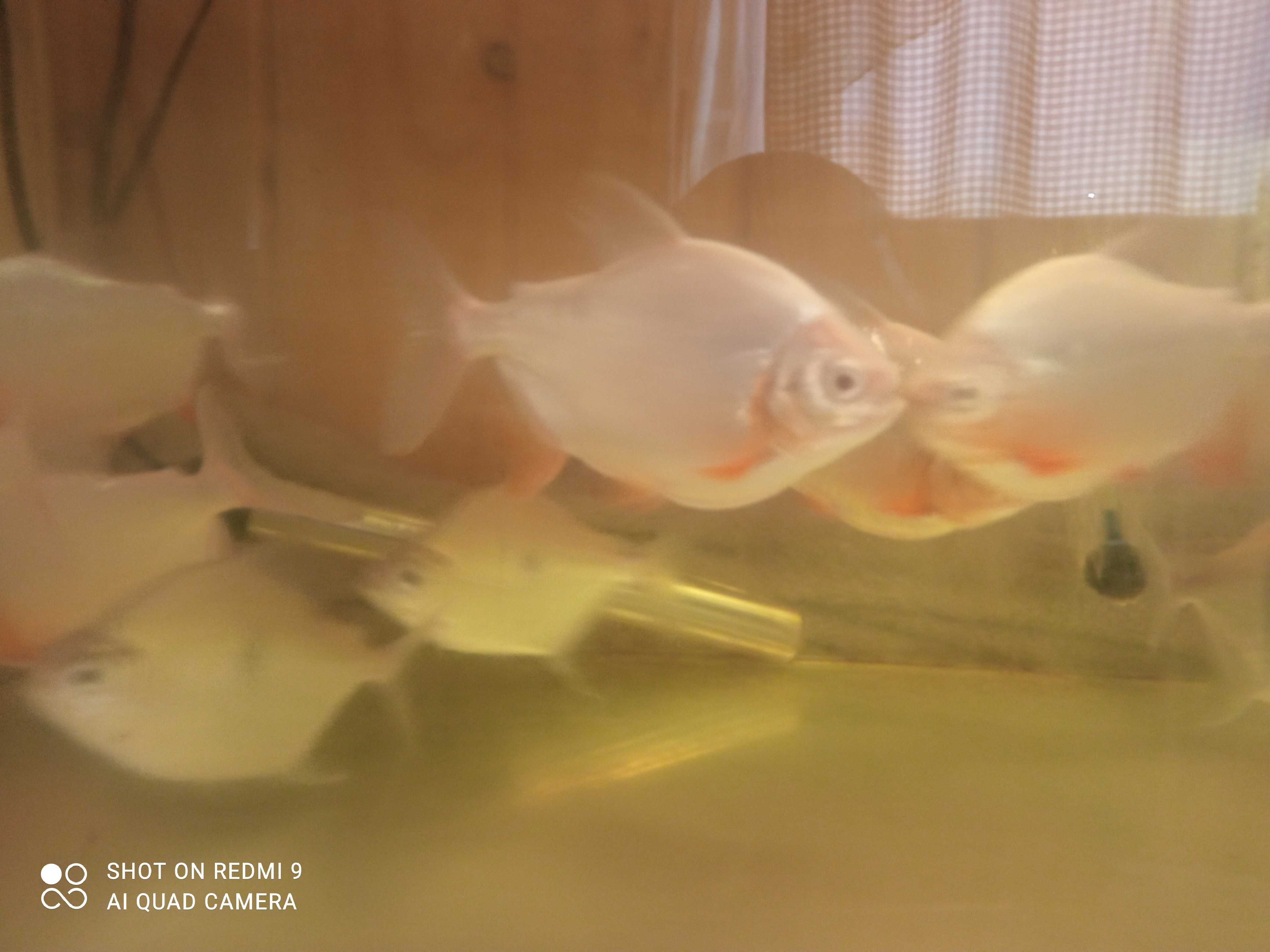 Pirania red pacu albinos