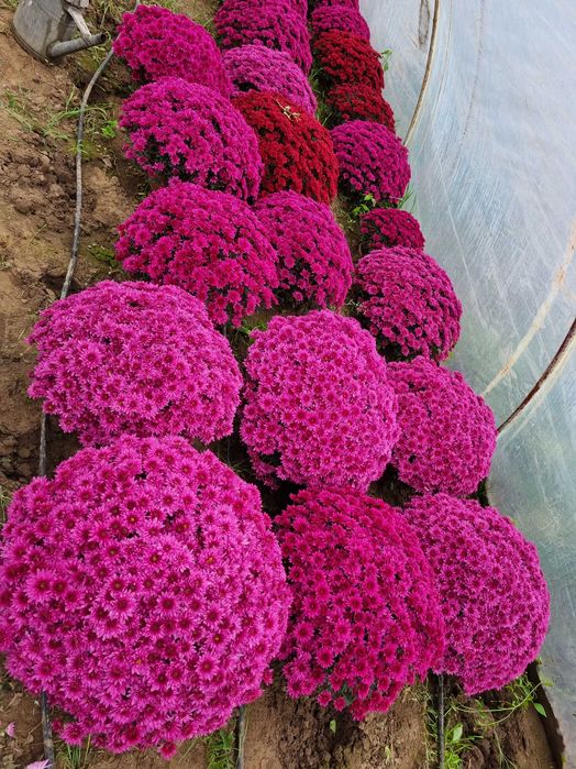 Chryzantemy doniczkowe drobnokwiatowe średnio kwiatowe Producent detal