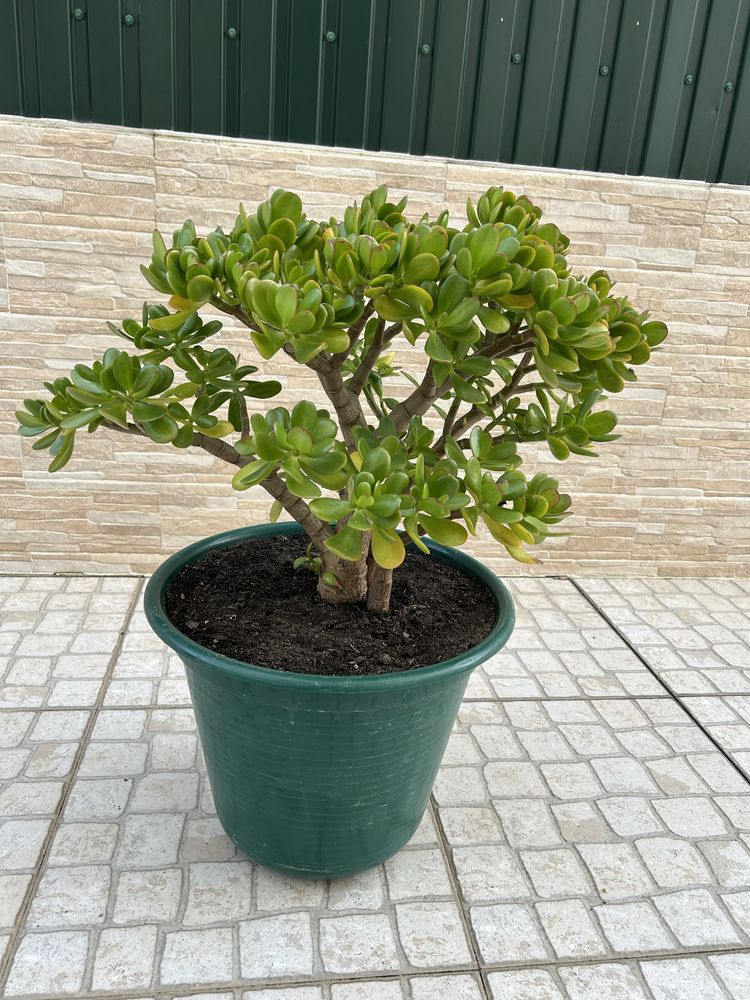 Vendo planta jade mais sucentas