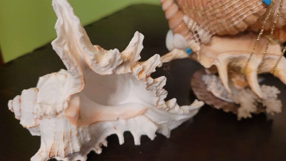 Muszle i wyroby z różnego rodzaju muszli