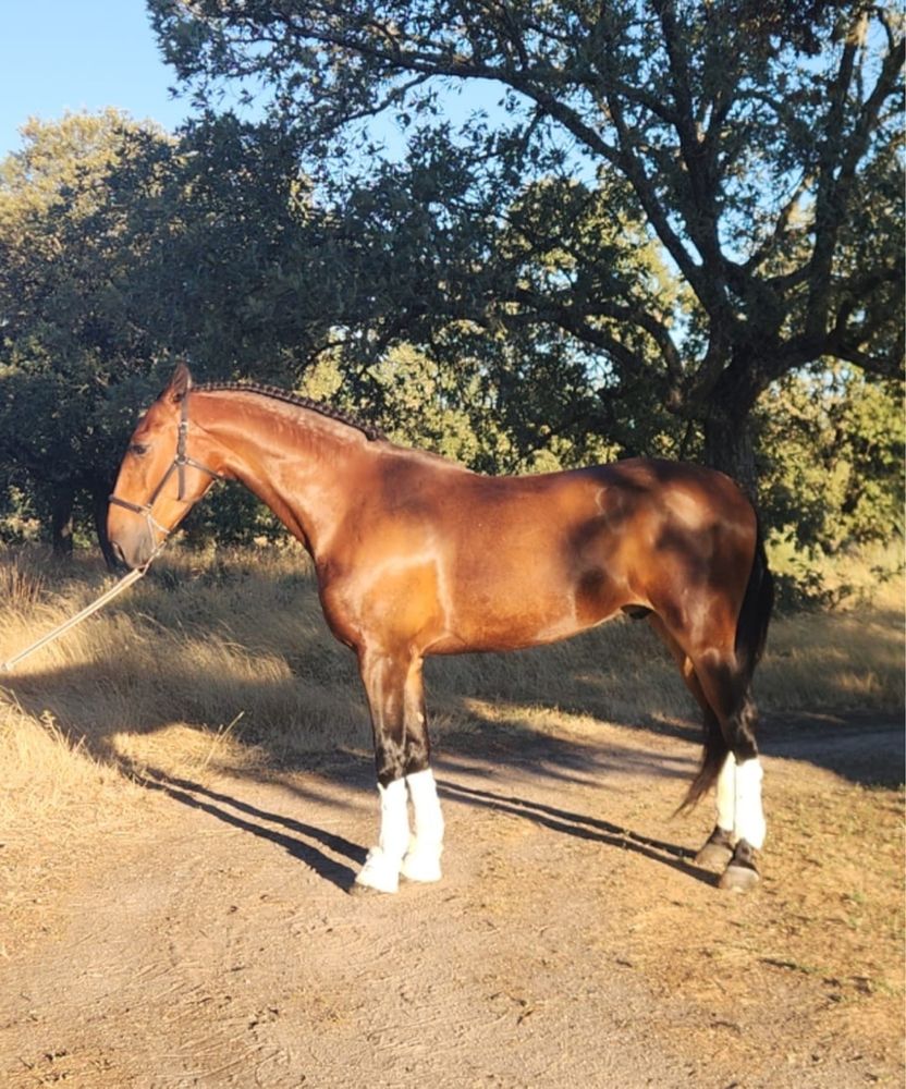 PSL (cavalo lusitano) Letra P “PAVIO MD”