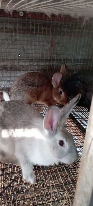 Coelhos para venda