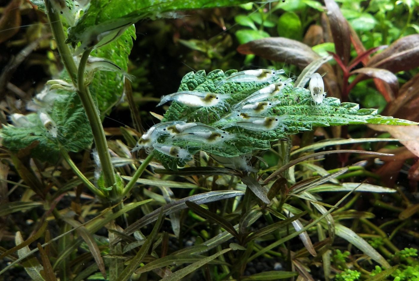 Krewetki Neocaridina White Pearl