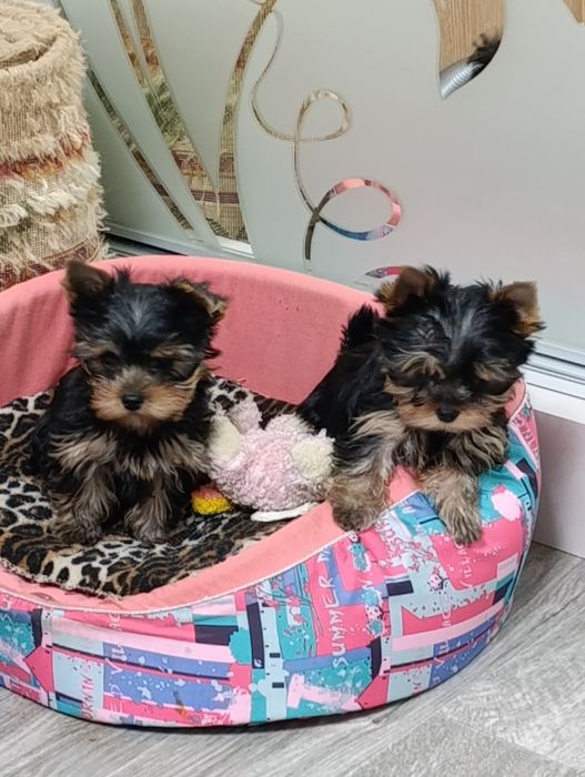 Продаю щенков йоркширского терьера.