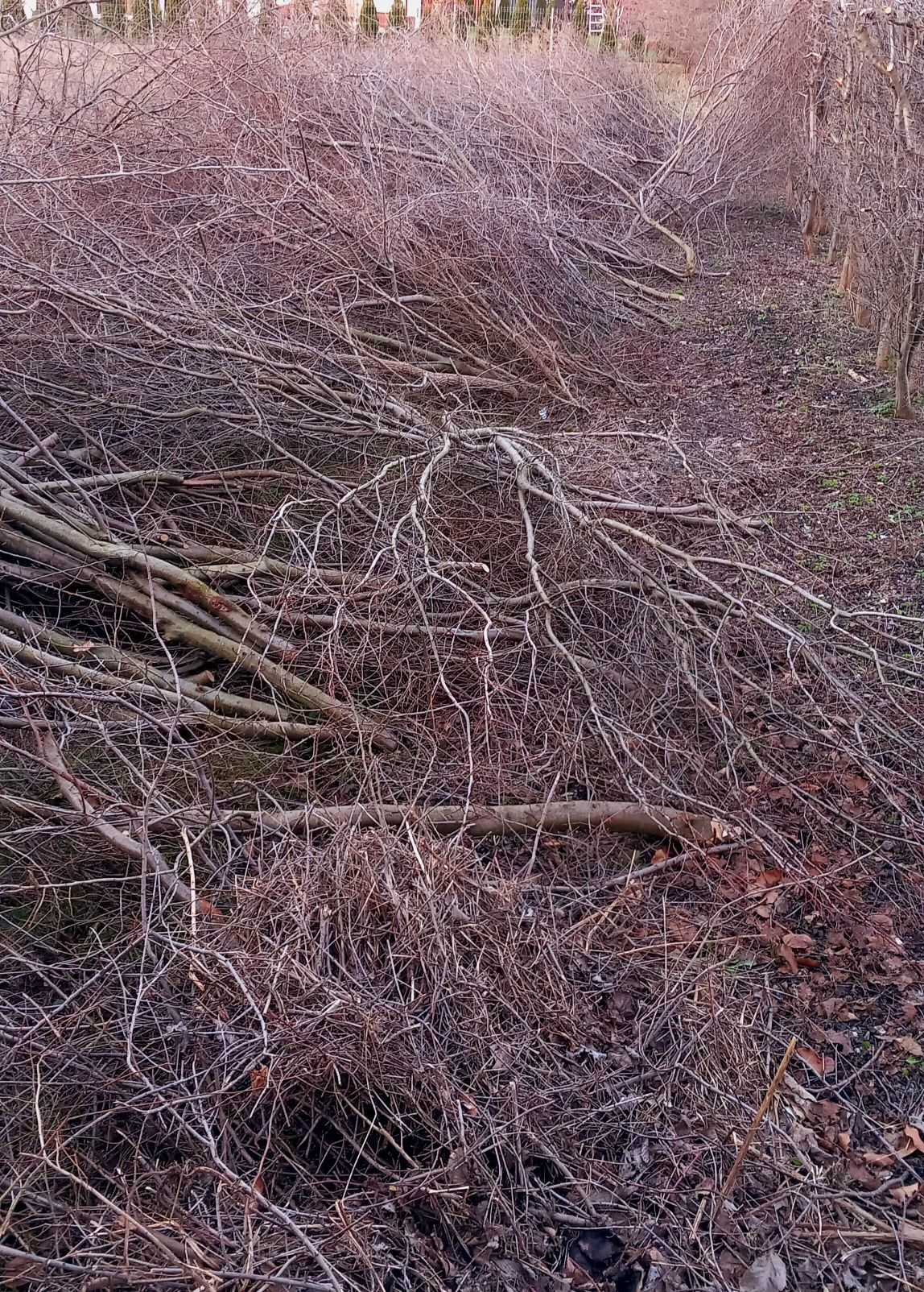 Drewno z wycinki, gałęzie, chrust