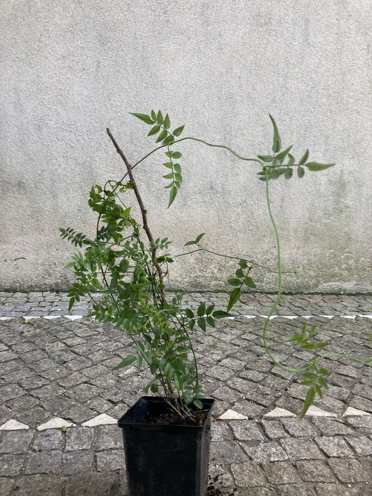 Planta de jasmin envasado