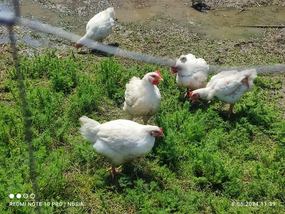 Kurczak ze wsi ,kura rosołowa,  brojler, mięso z kury, tuszka