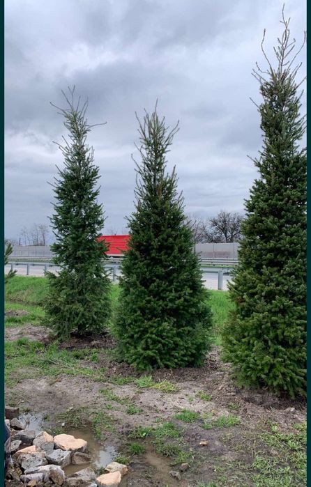 Ялинки Голубі, Ялинки зелені, Хупсі, Сербська, Коніка, Глаука, Кейбаб