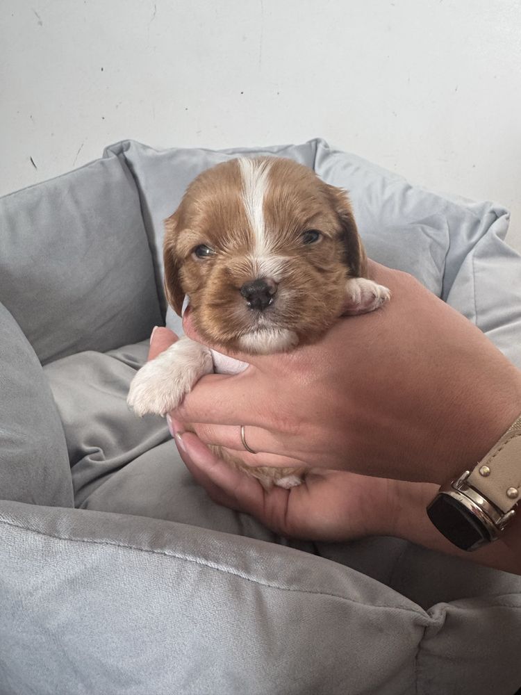 Mario cavalier King charles spaniel ruby