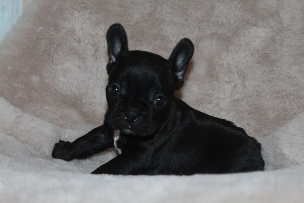 Бомбезні французики