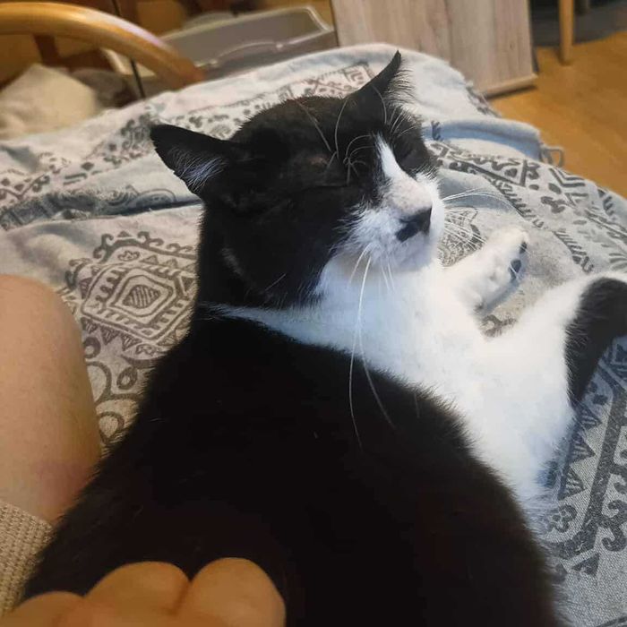 Milo: kot, dla którego człowiek jest całym światem szuka domu!