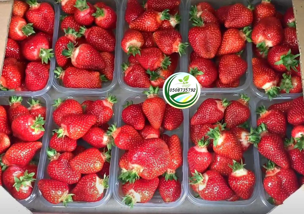 Саджанці (розсада) ранній сорт  полуниці strawberry johnny