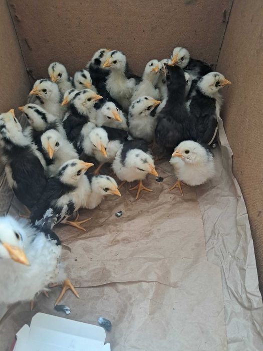 Курчата породи легорн далматинець