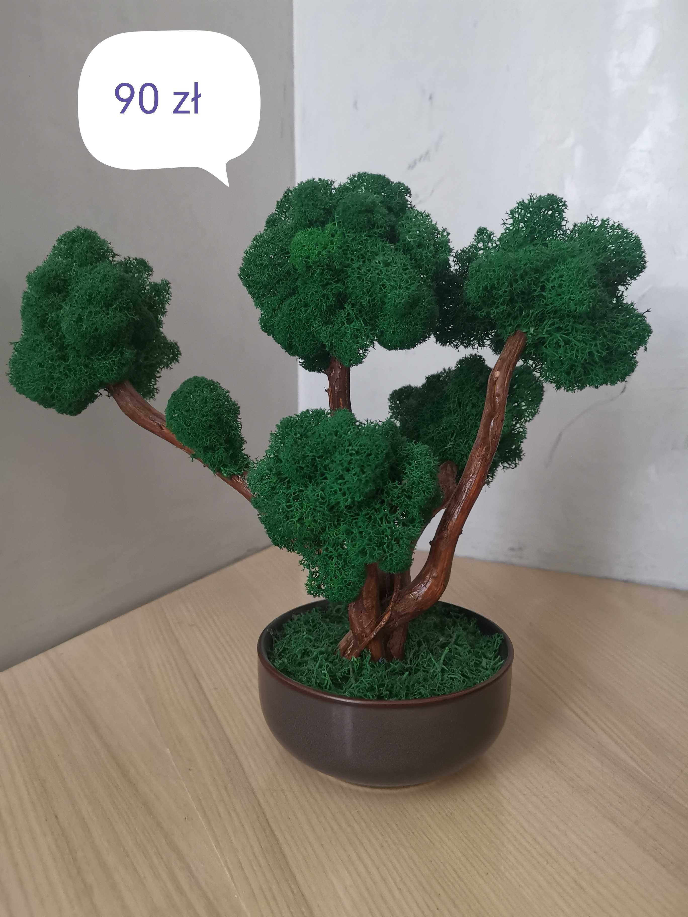 Drzewka bonsai z mchu