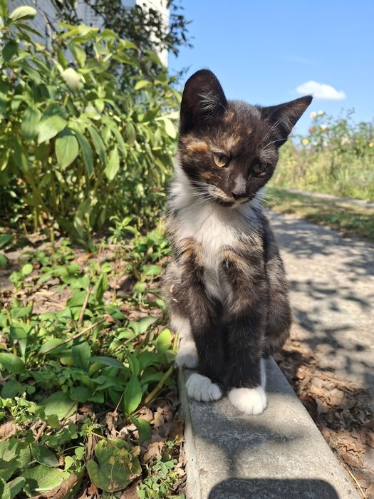 Черепашкове кошеня дівчинка, 4 міс. Київ та область