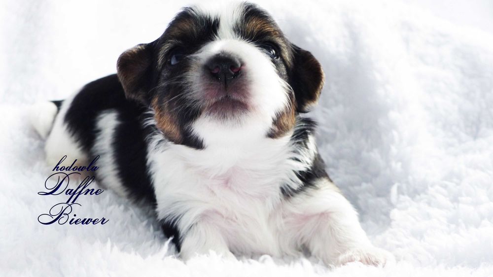 York Biewer Yorkshire Terrier