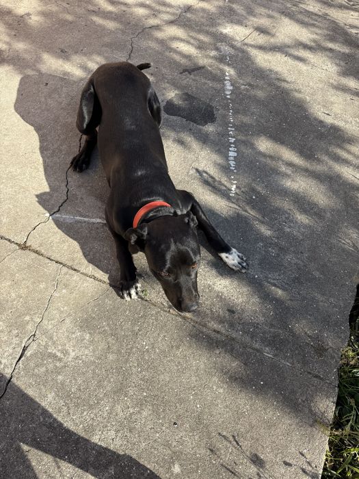 Da-se cachorro porte grande