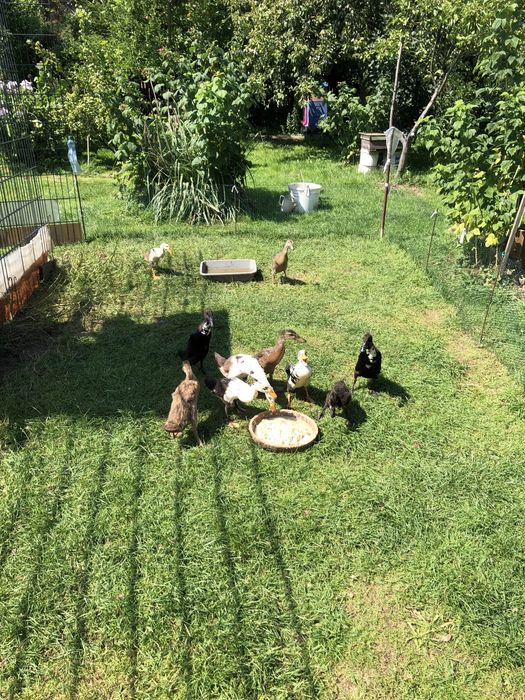 Kaczki biegusy 3 miesięczne