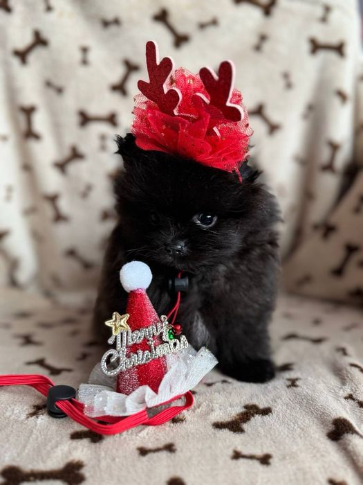 Чорні та кремові цуценята шпіц