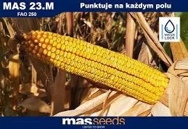 Kukurydza  MAS 23.M Maisadur