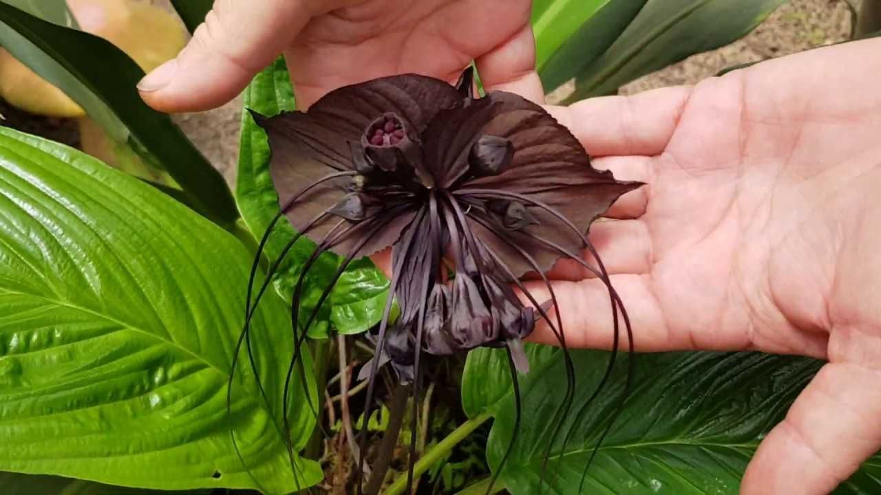 Flor-morcego - Tacca chantrieri - Sementes