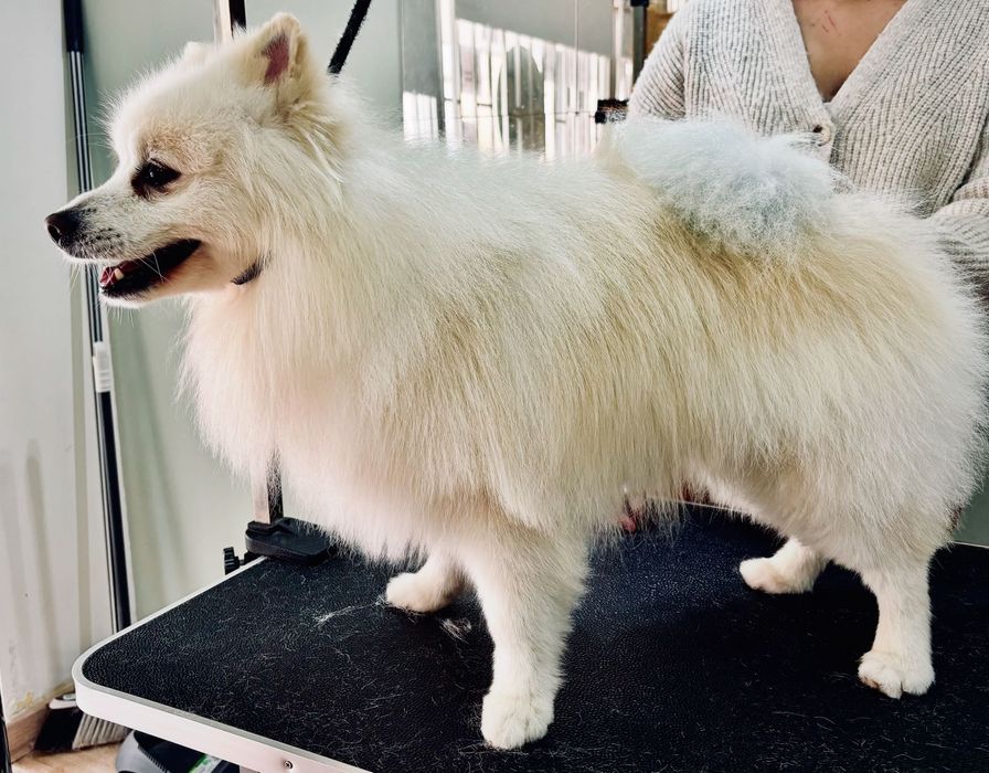 Cuidados Profissionais para o Seu Patudo