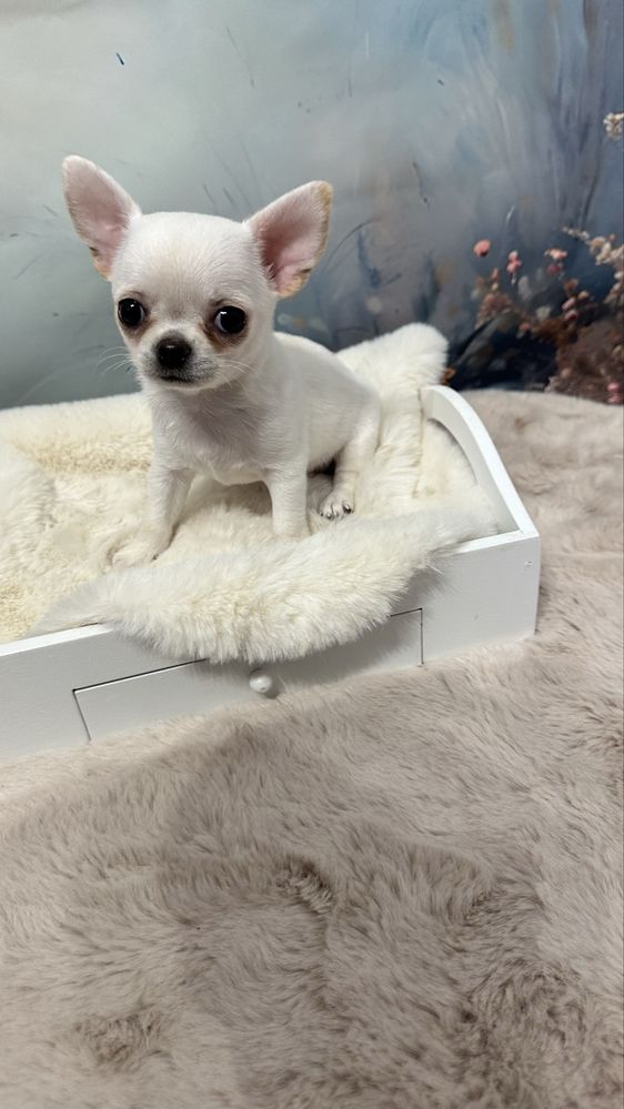 Cudowna dziewczynka chihuahua