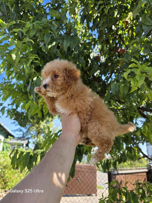 Bichpoo f1b suczka  maltipoo friespoo pudel toy Pięknej urody