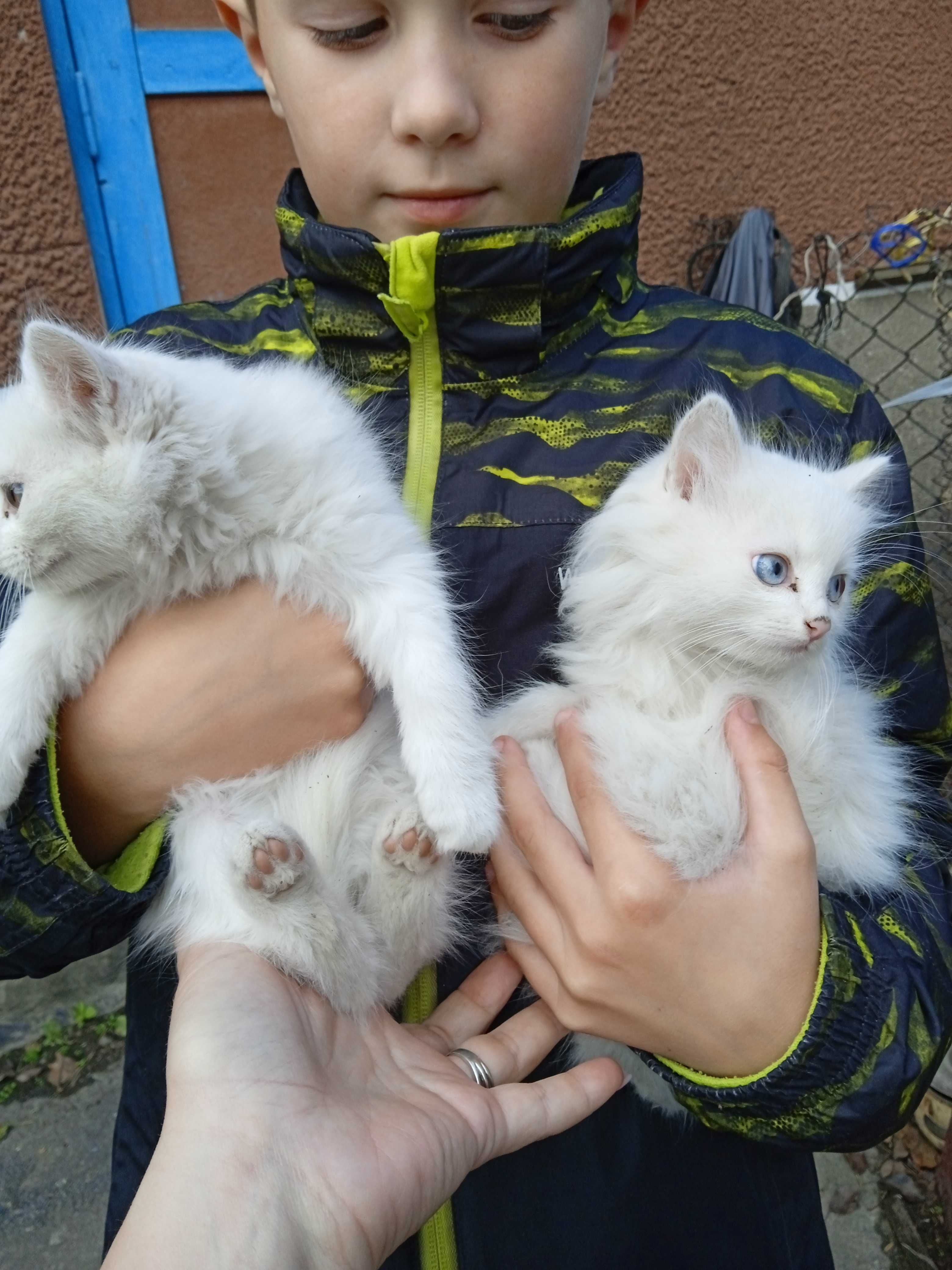Віддамо гарних кошенят у добрі руки