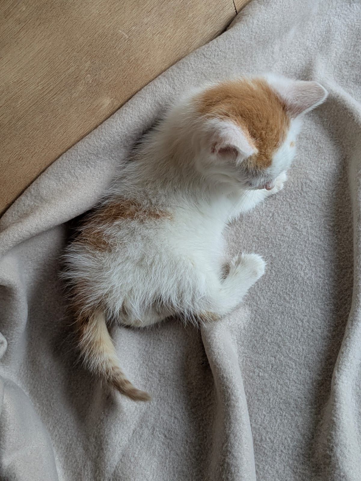 Kot kotek do adopcji