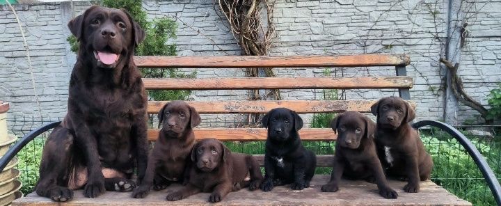 Шоколадный и черный Лабрадор Ретривер щенки питомника