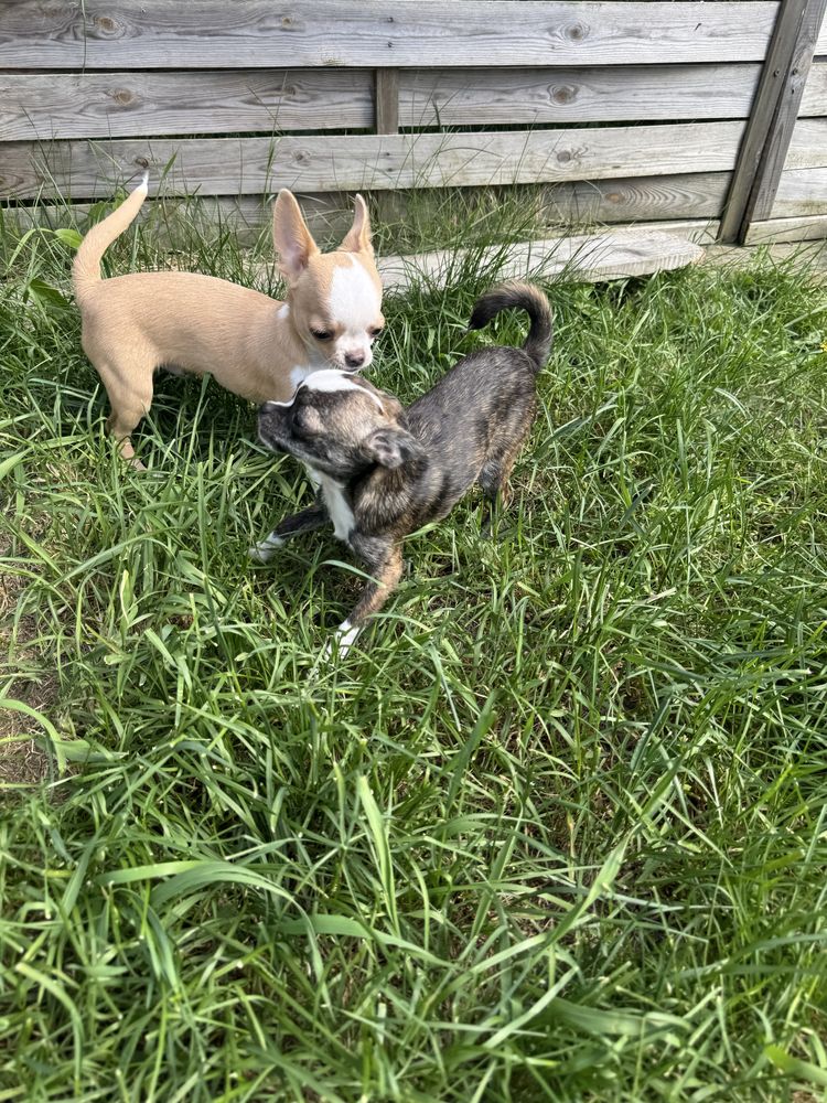 Suczka Chihiuahua Mini ZKwP (FCI)