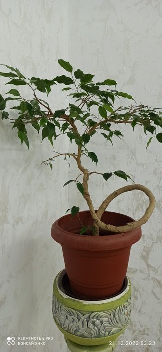 Продам бонсай - фикус вариегатный , крученный ствол, возраст 7 лет