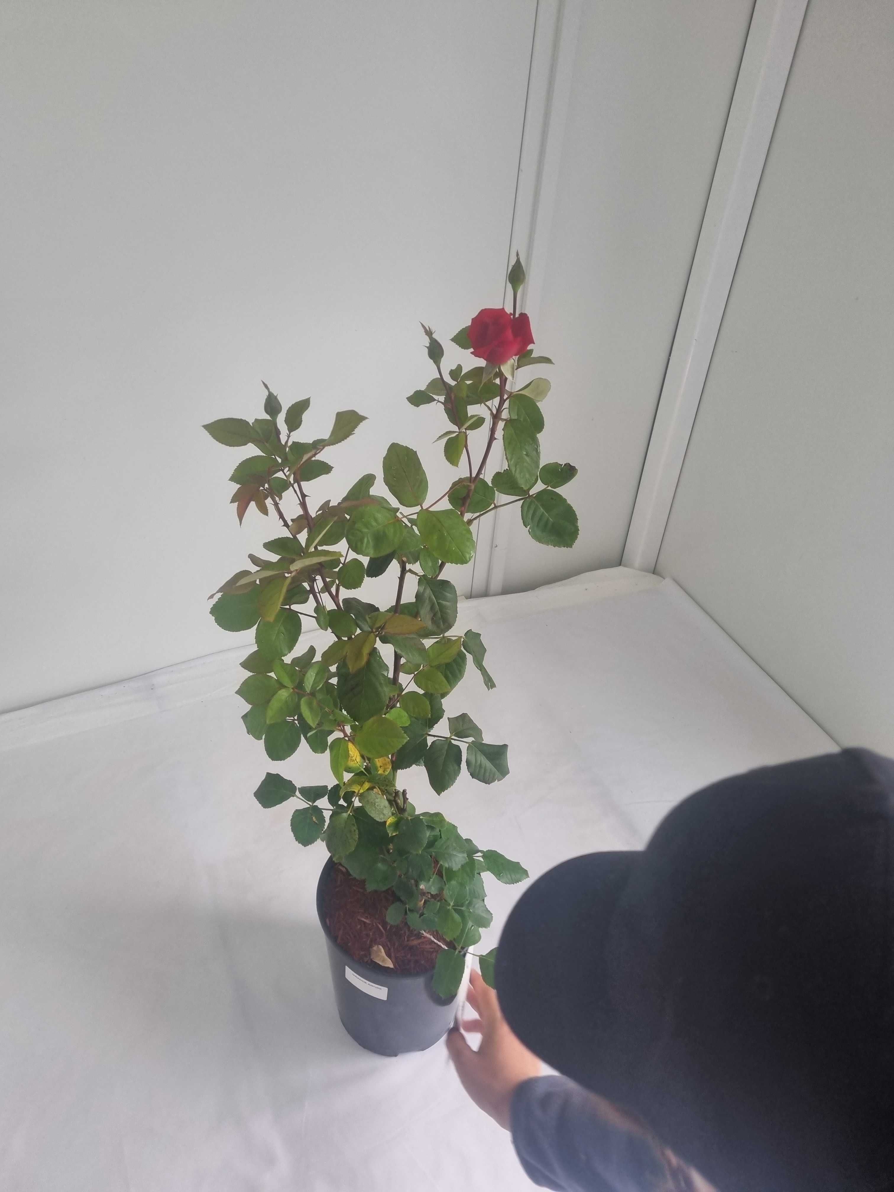 Róża Wielkokwiatowa Grande Amore – Intensywnie Czerwona, Wys. 80 cm,2L