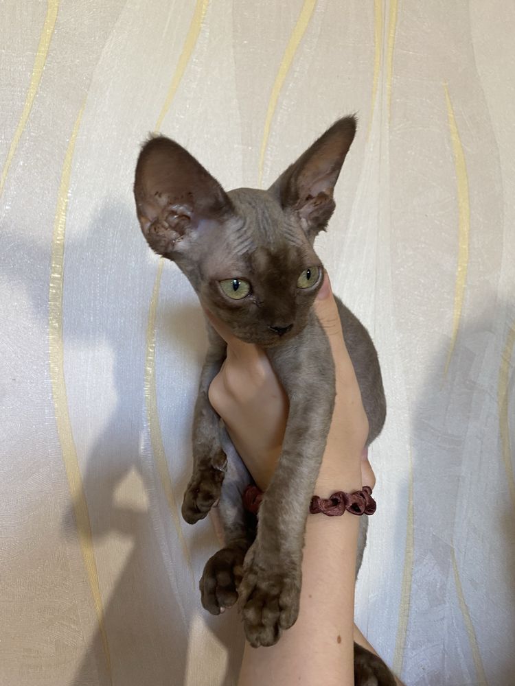 Котята девон рекс