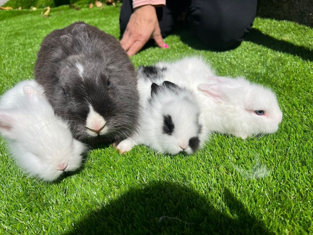 Coelhinhos anões lindos e muito fofinhos