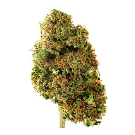 20 Gram Susz WHITE WIDOW 48% CBD Premium Legalna Marihuana 20G Moc