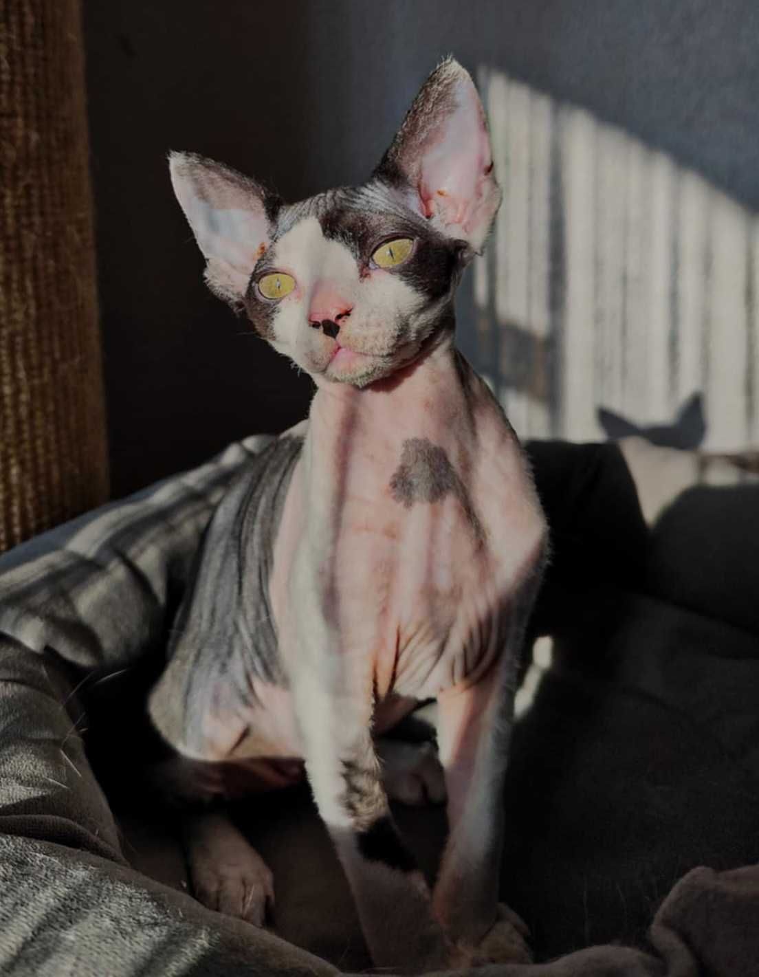BAJKA - słodziara devon rex