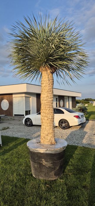 Yucca rostrata.  Trachycarpus fortunei.  Palma mrozoodporna