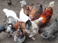 Інкубаційне яйце народної породи Українська чубата, чубаті кури