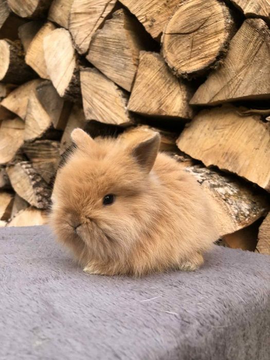 Królik miniaturka karzełek Teddy długowłosy