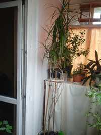 Продам кімнатні рослини,пальму 2,2м.фікуси дерева 1,5м,алое