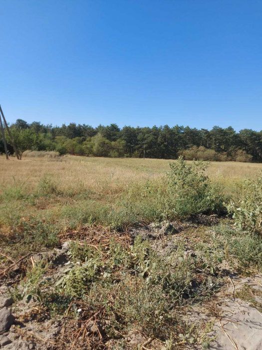 ЗЕМЕЛЬНА ДІЛЯНКА 20 соток під забудову біля хвойного Лісу