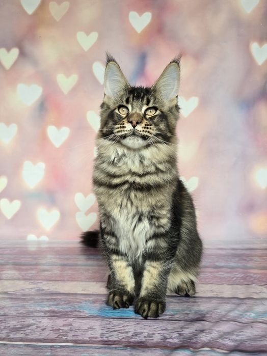 Котёнок мейн-куна девочка и мальчик