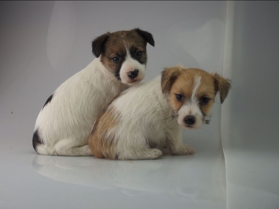 Jack Russell Terrier FCI SUCZKA