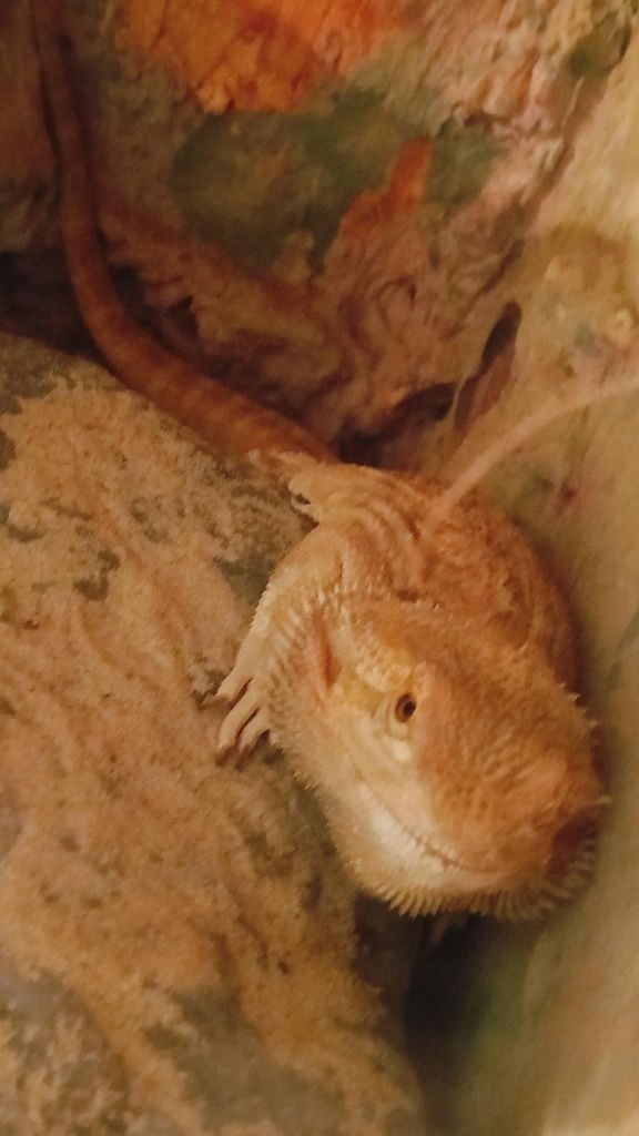 Sprzedam Agama brodata