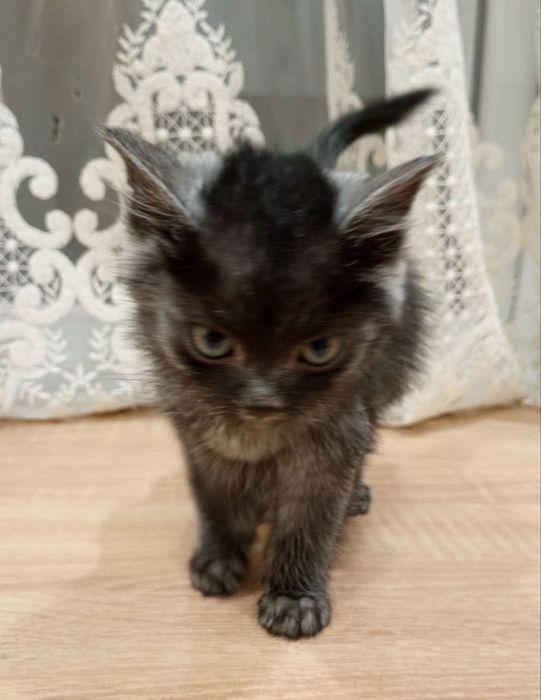 Кошеня киця 2 міс